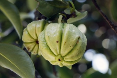 Garcinia cambogia is also known as Garcinia gummi-gutta. ©Getty Images