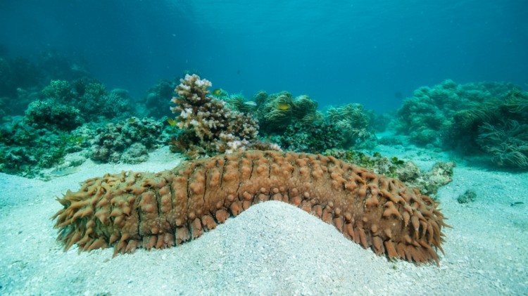 Seeking more studies of sea cucumbers to help fulfil functional ...