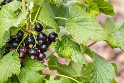 A photo showing a bunch of ripe blackcurrants. ©  Getty Images 