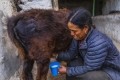 The Milky Way Program aims to modernise Nepal’s dairy sector by improving dairy herd genetics, farming practices, and milk quality. © Getty Images